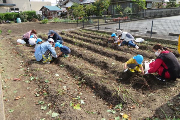 さつま芋ほりをしました。